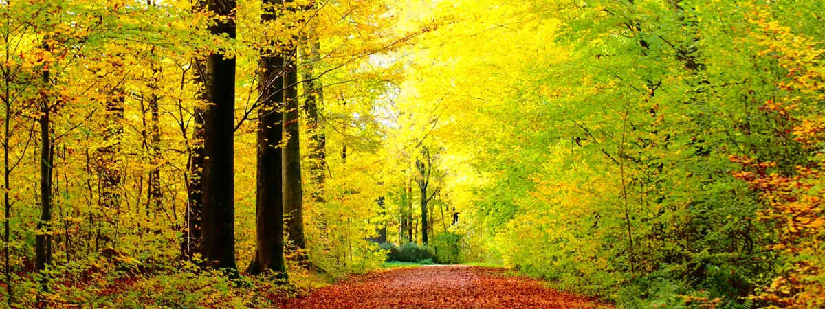 森林浴を楽しめるのイメージ