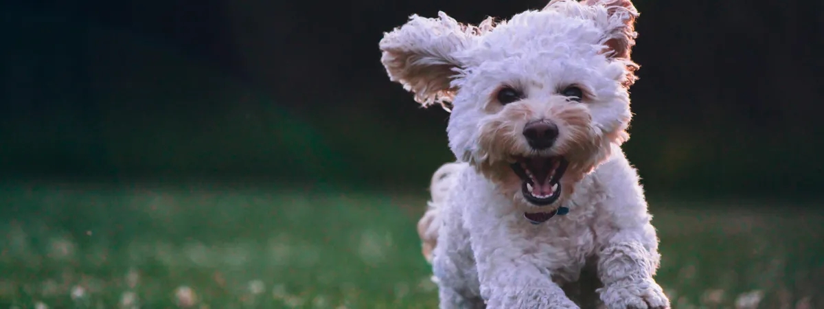 ペットと泊まれるのイメージ